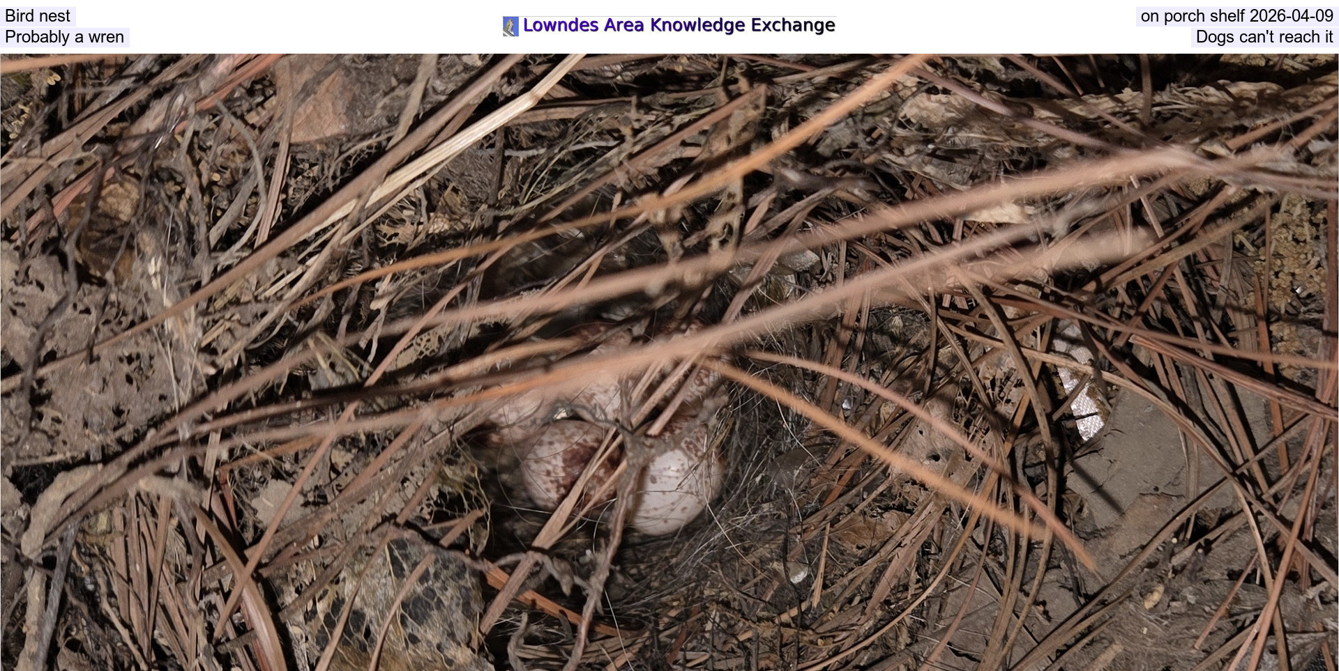 [Bird nest on porch shelf 2026-04-09, Probably a wren, Dogs can't reach it]