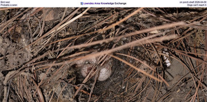 [Bird nest on porch shelf 2026-04-09, Probably a wren, Dogs can't reach it]