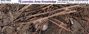 [Bird nest on porch shelf 2026-04-09, Probably a wren, Dogs can't reach it]