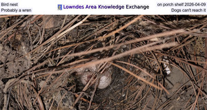 [Bird nest on porch shelf 2026-04-09, Probably a wren, Dogs can't reach it]
