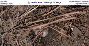 [Bird nest on porch shelf 2026-04-09, Probably a wren, Dogs can't reach it]