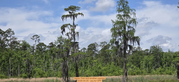 [Heron Tree and another cypress, 2026-04-25 --jsq for OPF]