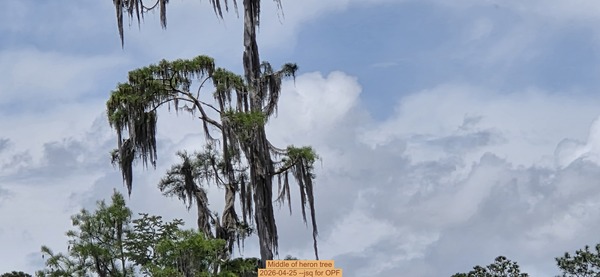 [Middle of heron tree, 2026-04-25 --jsq for OPF]