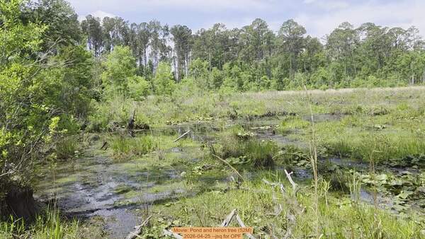 [Movie: Pond and heron tree (52M), 2026-04-25 --jsq for OPF]