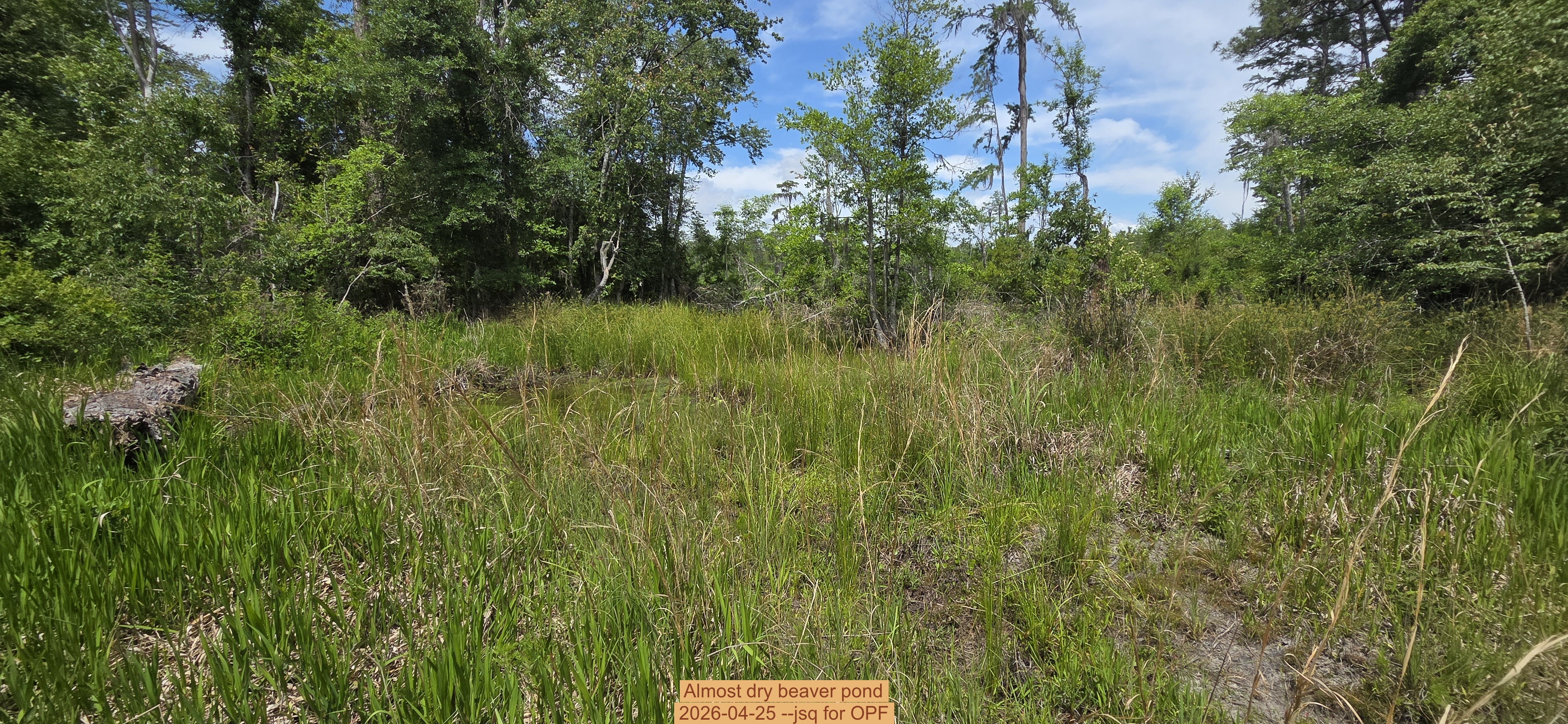 Almost dry beaver pond, 2026-04-25 --jsq for OPF