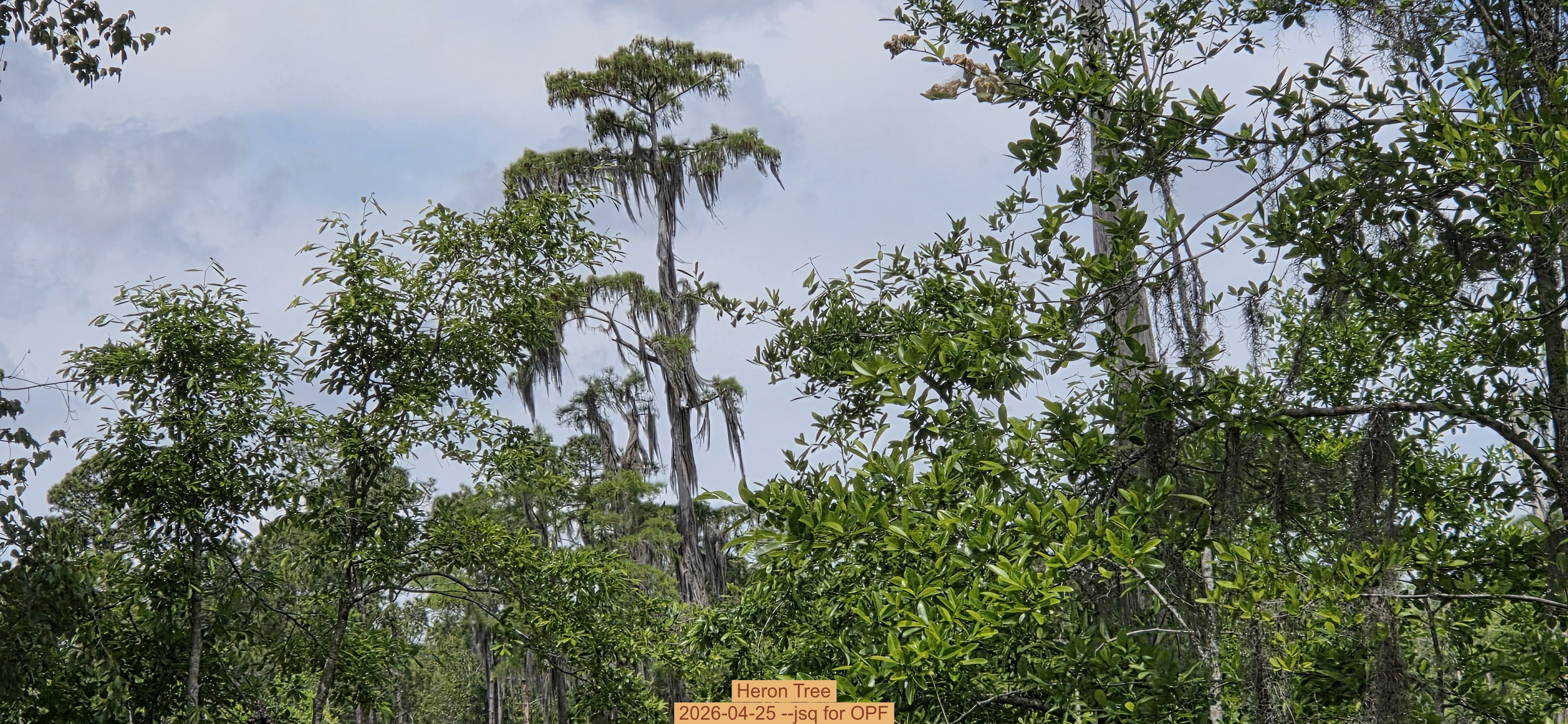 Heron Tree, 2026-04-25 --jsq for OPF
