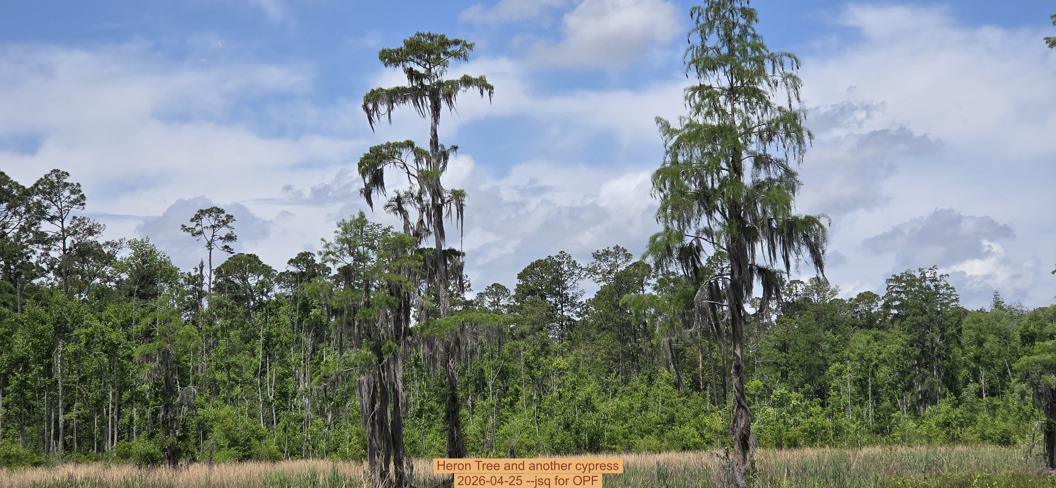 Heron Tree and another cypress, 2026-04-25 --jsq for OPF