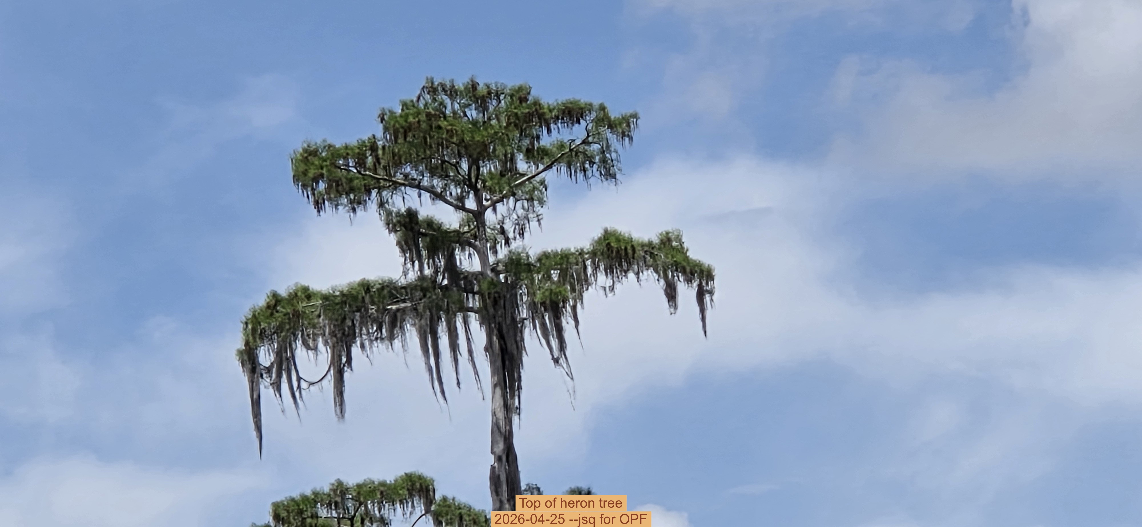 Top of heron tree, 2026-04-25 --jsq for OPF