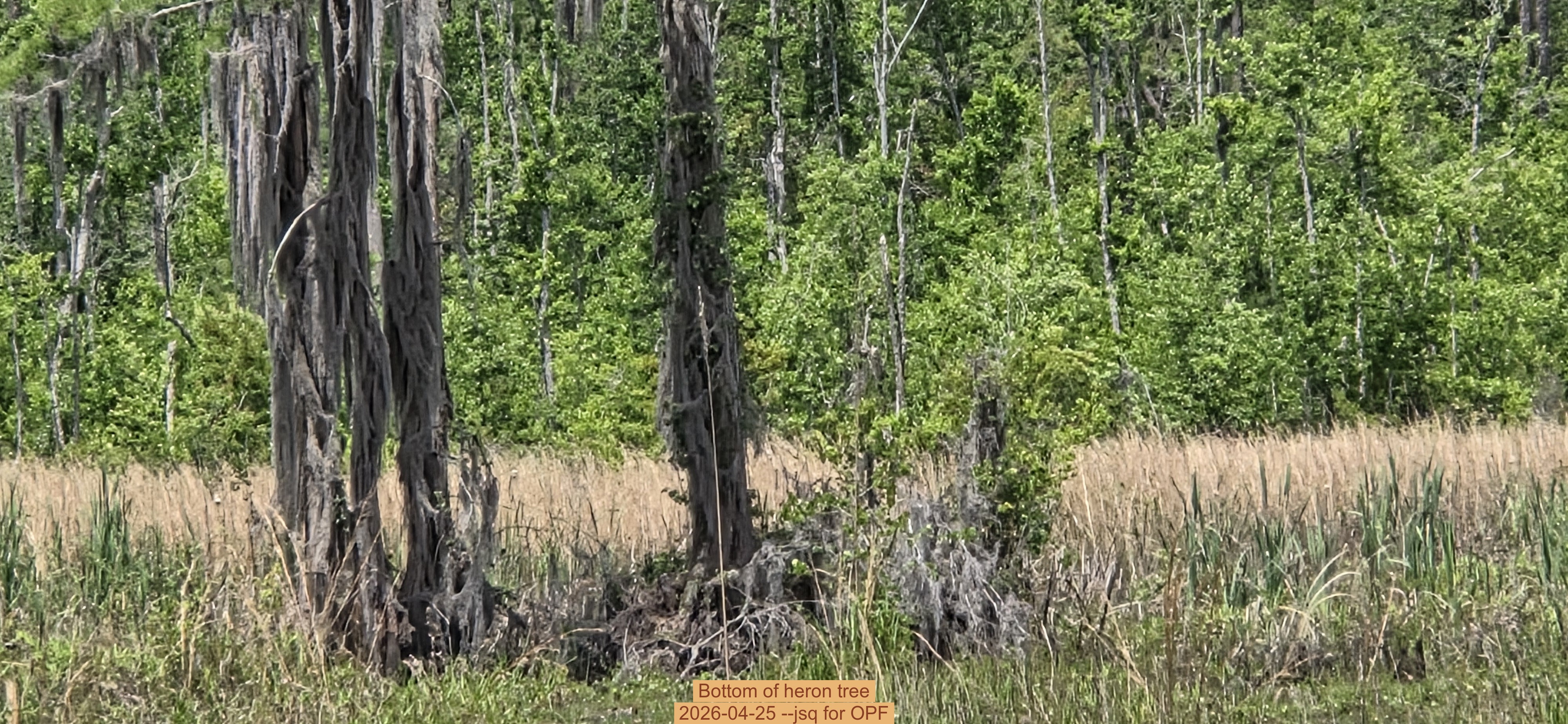Bottom of heron tree, 2026-04-25 --jsq for OPF