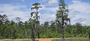 [Heron Tree and another cypress, 2026-04-25 --jsq for OPF]