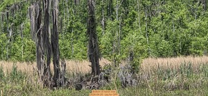 [Bottom of heron tree, 2026-04-25 --jsq for OPF]