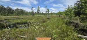 [Looking upstream to the north, 2026-04-25 --jsq for OPF]