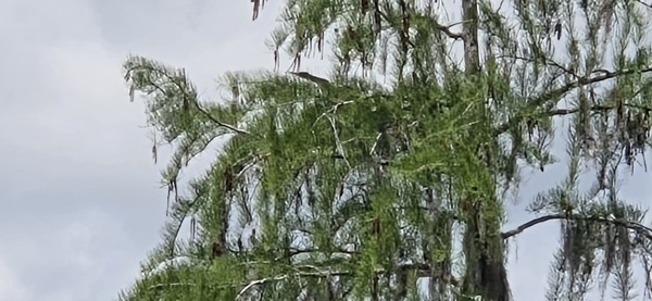 [Heron stretches neck]