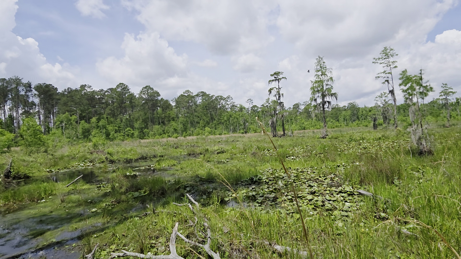 Movie: Heron landing (52M)