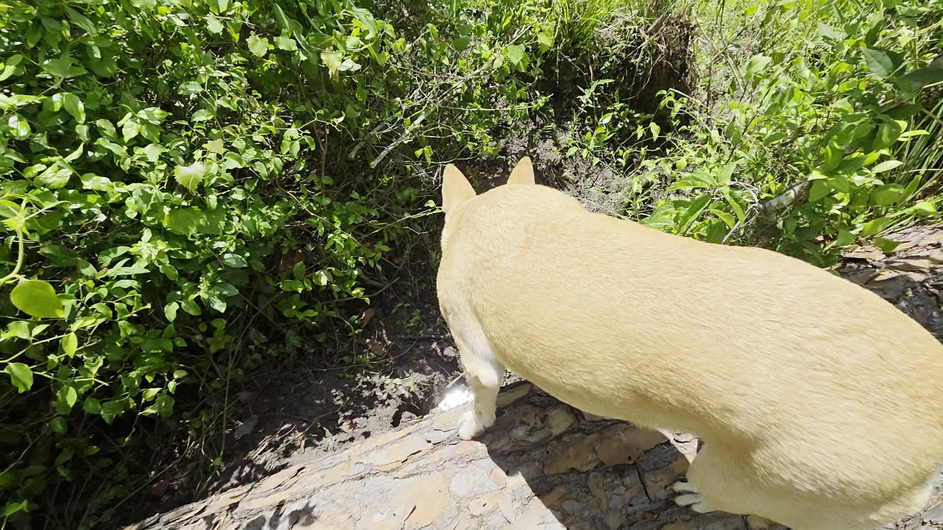 Movie: Blondie is not filthy (7.7M)