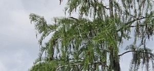 [Heron stretches neck]