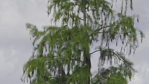 [Movie: Heron on nest (9.3M)]