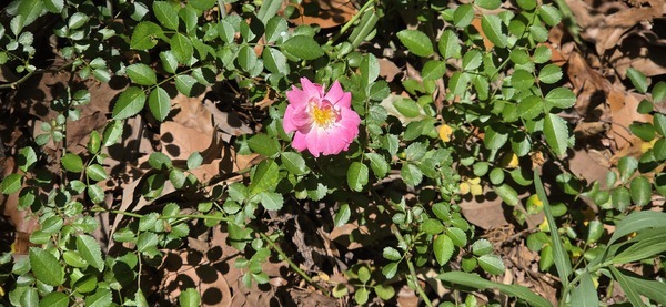 [First rose]