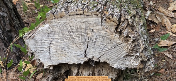 Sawed Big oak on dog pen, 2026:05:01 18:15:16, 31.0122135, -83.2698701