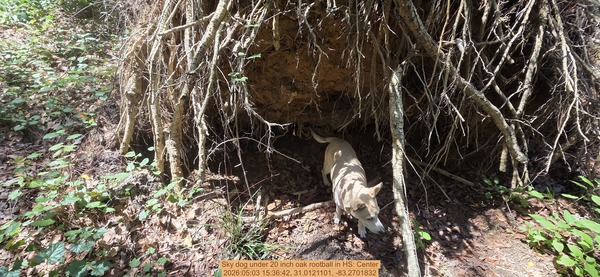Sky dog under 20 inch oak rootball, 2026:05:03 15:36:42, 31.0121101, -83.2701832