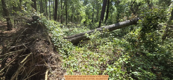 Big oak down west side of house, 2026:05:03 15:37:02, 31.01195, -83.2697377