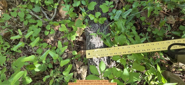 7 inch sweetgum, 2026:05:03 15:41:00, 31.0121938, -83.2700786