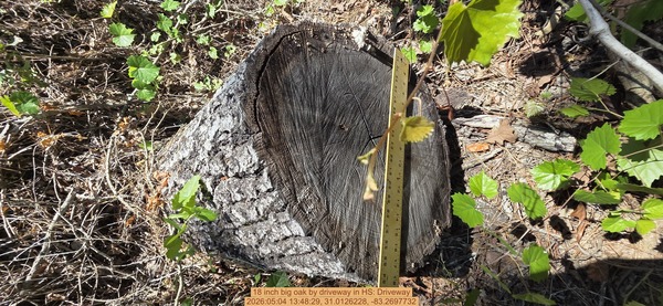 18 inch big oak by driveway, 2026:05:04 13:48:29, 31.0126228, -83.2697732