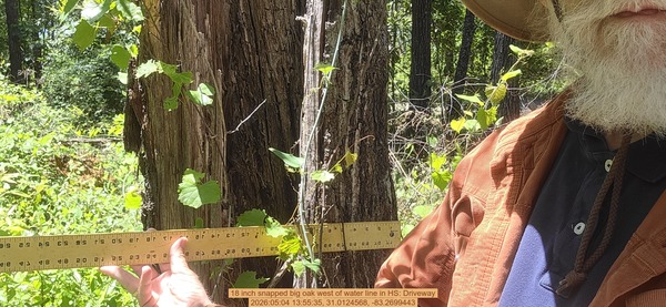 18 inch snapped big oak west of water line, 2026:05:04 13:55:35, 31.0124568, -83.2699443
