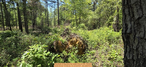 [Rootball of big pine by water line, 2026:05:04 13:59:24, 31.0123707, -83.2697912]