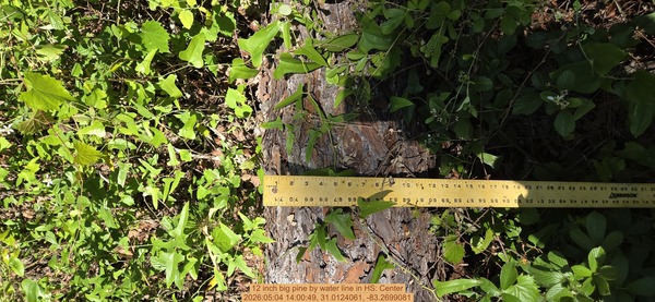12 inch big pine by water line, 2026:05:04 14:00:49, 31.0124061, -83.2699081