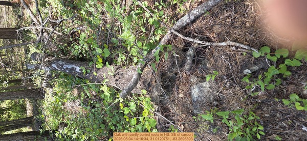 Oak with partly buried roots, 2026:05:04 14:16:34, 31.0120751, -83.2695393