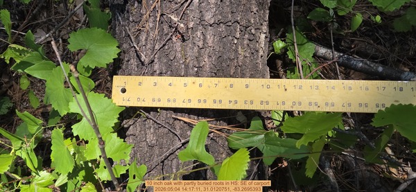10 inch oak with partly buried roots, 2026:05:04 14:17:11, 31.0120751, -83.2695393