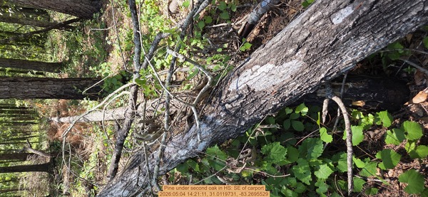 Pine under second oak, 2026:05:04 14:21:11, 31.0119731, -83.2695529