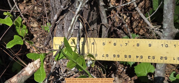 4 inch pine under second oak, 2026:05:04 14:23:26, 31.0120251, -83.2695274