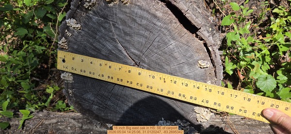 16 inch Big east oak, 2026:05:04 14:25:06, 31.0120247, -83.2695342