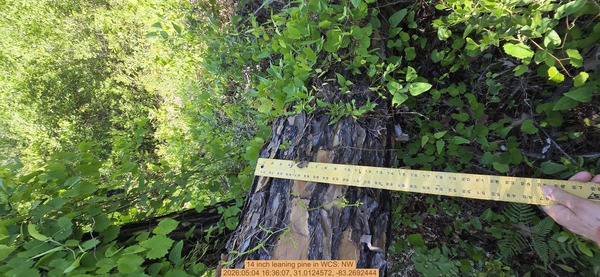 14 inch leaning pine, 2026:05:04 16:36:07, 31.0124572, -83.2692444