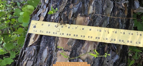 Same 14 inch leaning pine, 2026:05:04 16:36:18, 31.0124572, -83.2692444