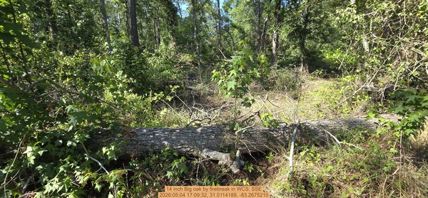 [14 inch Big oak by firebreak, 2026:05:04 17:09:32, 31.0114189, -83.2675210]