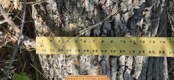 14 inch Big oak by firebreak, 2026:05:04 17:17:18, 31.0114560, -83.2674458