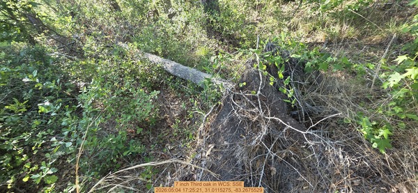 7 inch Third oak, 2026:05:04 17:25:21, 31.0115275, -83.2675529