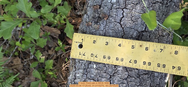 7 inch Third oak, 2026:05:04 17:25:43, 31.0115275, -83.2675529