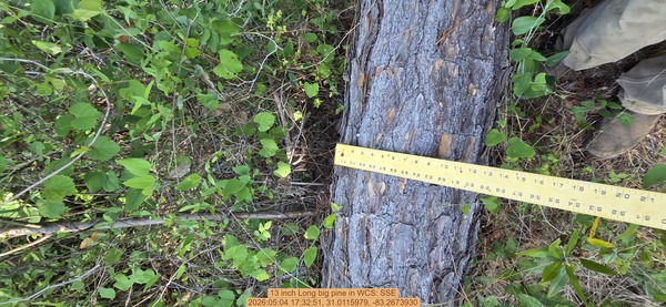 13 inch Long big pine, 2026:05:04 17:32:51, 31.0115979, -83.2673930