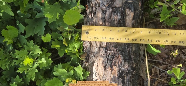 8 inch Northmost pine, 2026:05:05 09:59:27, 31.0117365, -83.2692938