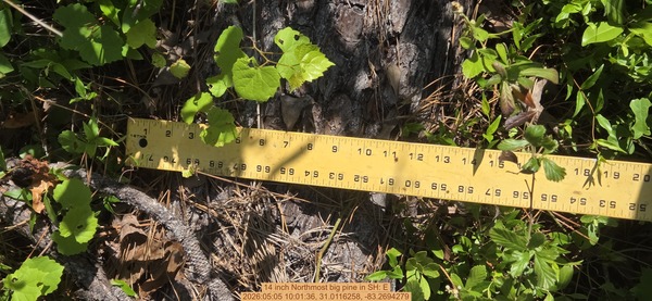 14 inch Northmost big pine, 2026:05:05 10:01:36, 31.0116258, -83.2694279
