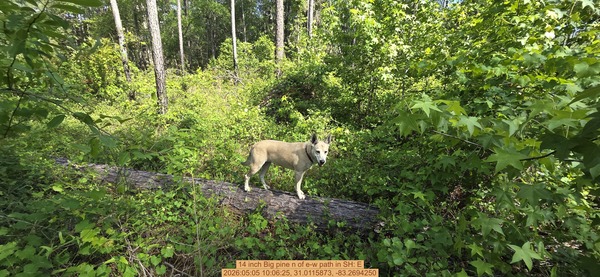 14 inch Big pine n of e-w path, 2026:05:05 10:06:25, 31.0115873, -83.2694250