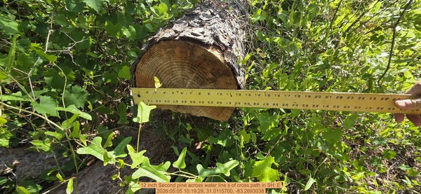 12 inch Second pine across water line s of cross path, 2026:05:05 10:19:29, 31.0115700, -83.2693038