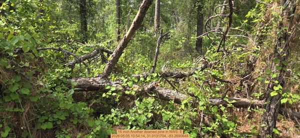 16 inch Another downed pine, 2026:05:05 10:54:14, 31.0131704, -83.2690648