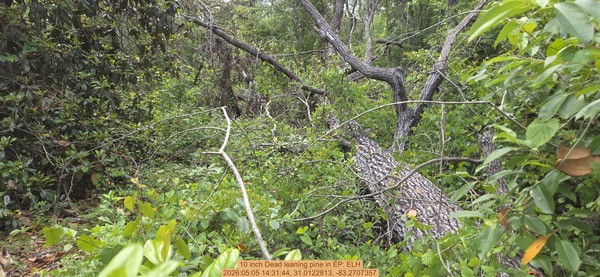 [10 inch Dead leaning pine, 2026:05:05 14:31:44, 31.0122813, -83.2707357]