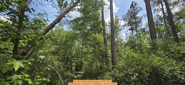 10 inch Dead leaning pine, 2026:05:05 14:42:58, 31.0095623, -83.2712954