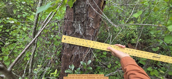 10 inch Dead leaning pine, 2026:05:05 14:43:51, 31.0095936, -83.2712727